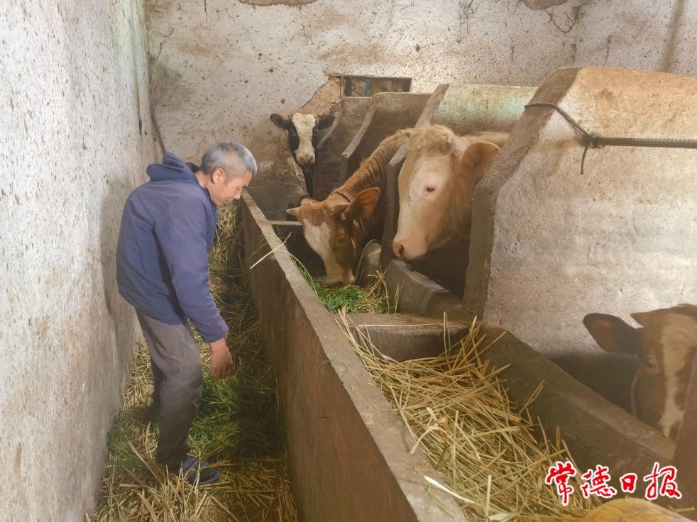 5月11日，羅抗軍給黃牛喂飼料.jpg
